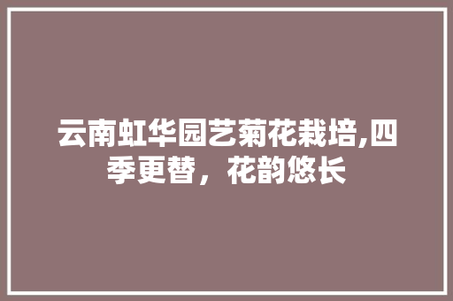 云南虹华园艺菊花栽培,四季更替，花韵悠长