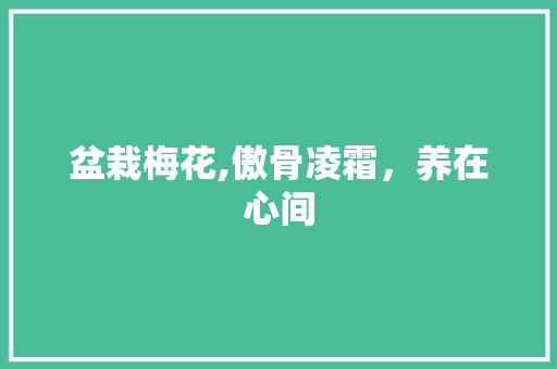 盆栽梅花,傲骨凌霜，养在心间