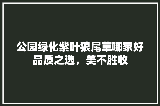 公园绿化紫叶狼尾草哪家好品质之选，美不胜收