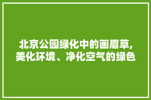 北京公园绿化中的画眉草,美化环境、净化空气的绿色守护者