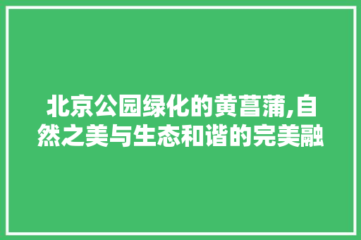 北京公园绿化的黄菖蒲,自然之美与生态和谐的完美融合