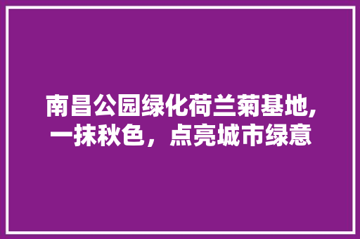 南昌公园绿化荷兰菊基地,一抹秋色，点亮城市绿意