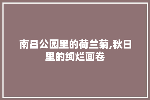 南昌公园里的荷兰菊,秋日里的绚烂画卷