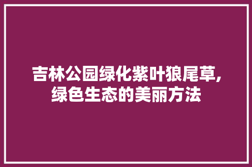 吉林公园绿化紫叶狼尾草,绿色生态的美丽方法