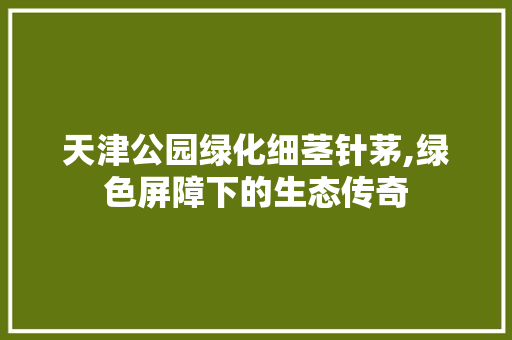 天津公园绿化细茎针茅,绿色屏障下的生态传奇