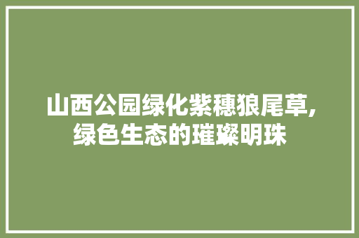山西公园绿化紫穗狼尾草,绿色生态的璀璨明珠