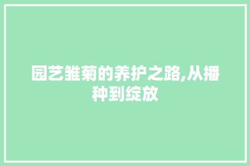 园艺雏菊的养护之路,从播种到绽放